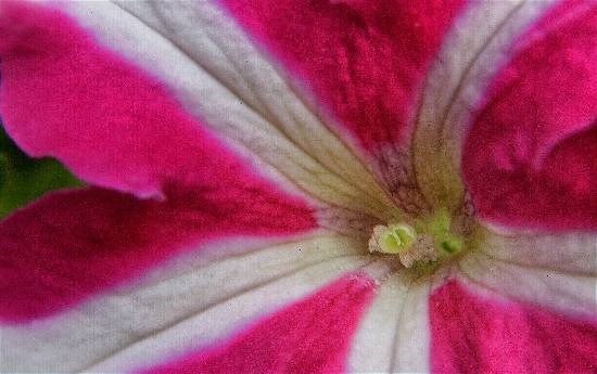 Flowers - 31, photograph by Saify Akolawala