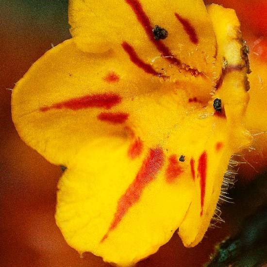 Flowers - 30, photograph by Saify Akolawala