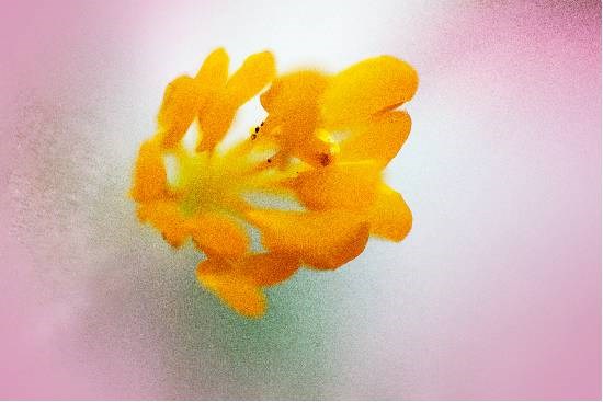 Flowers - 29, photograph by Saify Akolawala