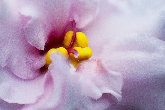 Flowers - 28, photograph by Saify Akolawala
