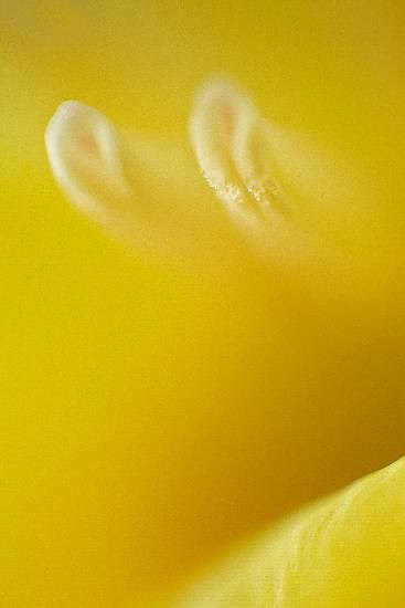 Flowers - 27, photograph by Saify Akolawala