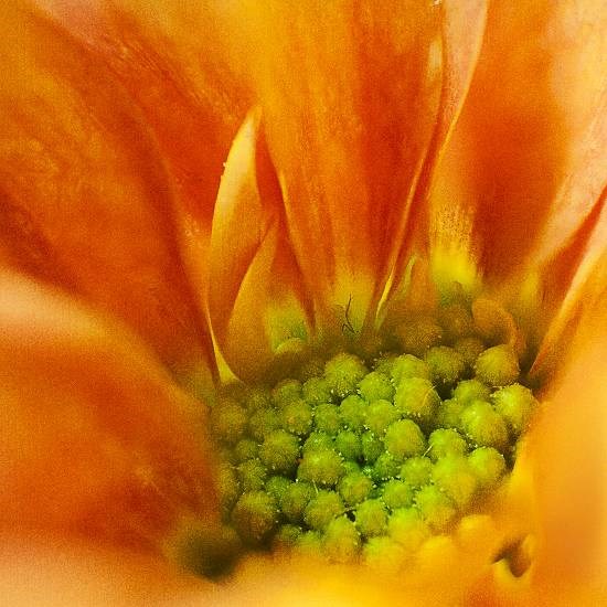 Flowers - 26, photograph by Saify Akolawala