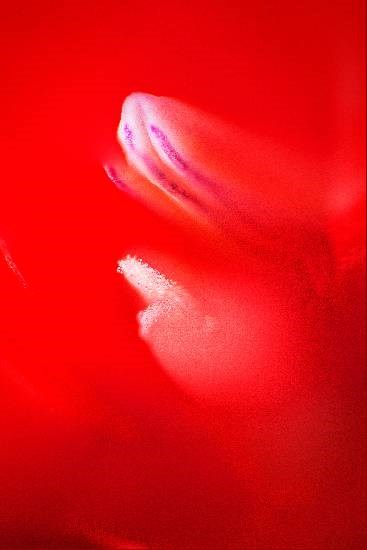 Flowers - 25, photograph by Saify Akolawala