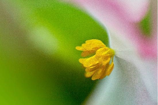 Flowers - 24, photograph by Saify Akolawala