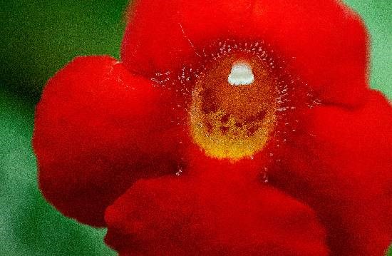 Flowers - 23, photograph by Saify Akolawala