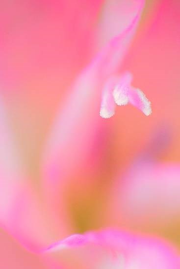 Flowers - 21, photograph by Saify Akolawala