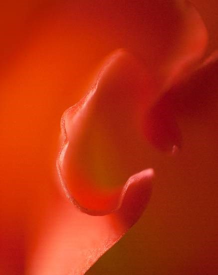 Flowers - 19, photograph by Saify Akolawala