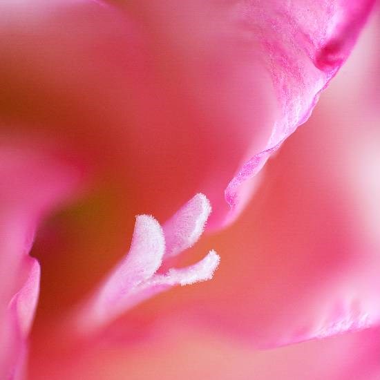 Flowers - 17, photograph by Saify Akolawala