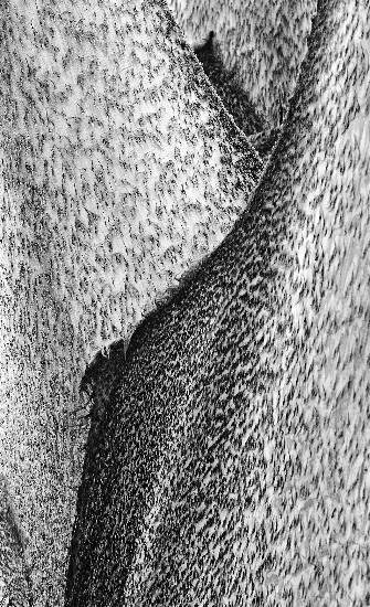 Texture - 7, photograph by Saify Akolawala