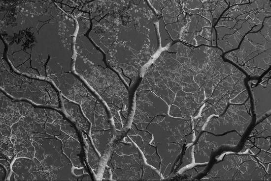 Landscape - 29, photograph by Saify Akolawala