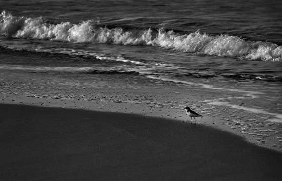 Landscape - 25, photograph by Saify Akolawala