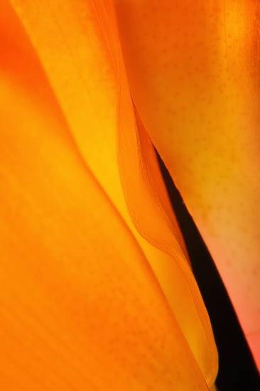 Abstract - 69, photograph by Saify Akolawala