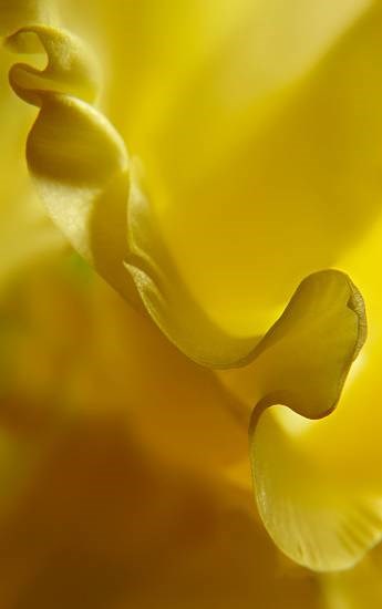 Abstract - 63, photograph by Saify Akolawala