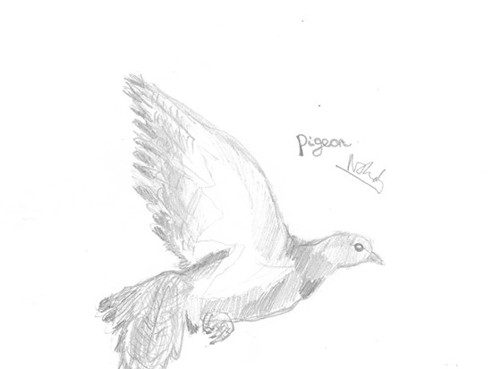 Pigeon, painting by Neelam Shah