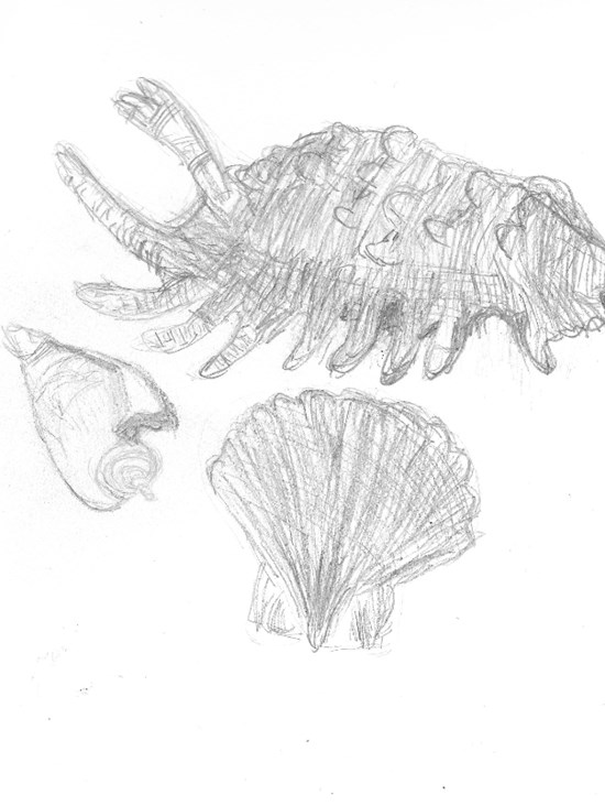 Shells, painting by Neelam Shah