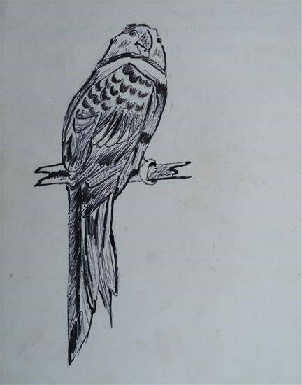 Peregrine falcon, painting by Achal Madavi