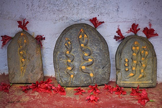 Nagdevata, photograph by Milind Sathe