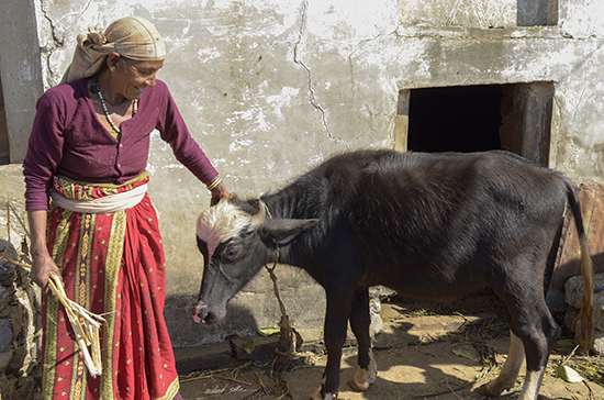 painting by Milind Sathe - Kumaoni lady at her home