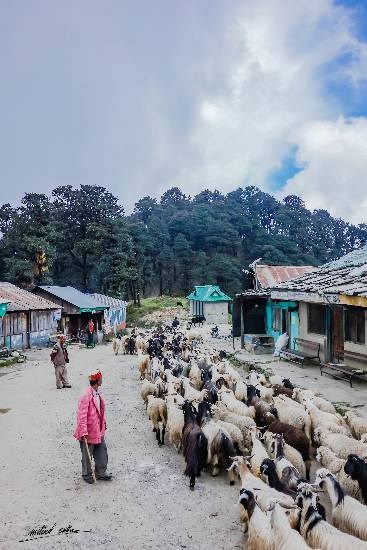 Shepherd at Jalori pass, photograph by Milind Sathe