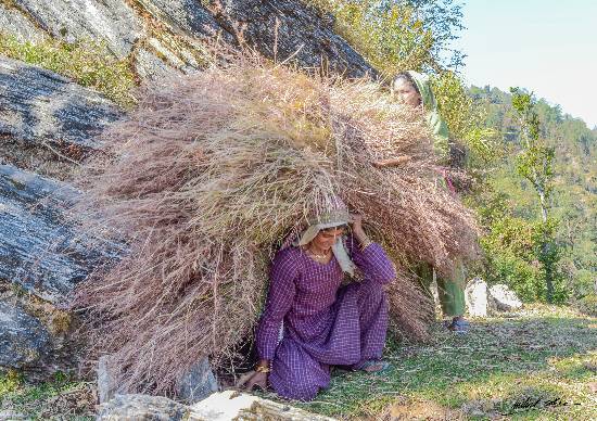 Carrying the grass in Kumaon mountains