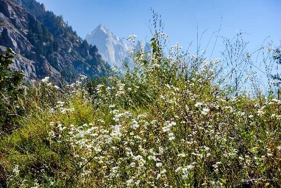 White flowers in the mountains, photograph by Milind Sathe