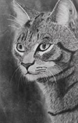 Cat drawing, painting by Dolly Sunil