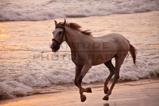 Horse on the beach Ahungalla, photograph by Ali Rangoonwalla