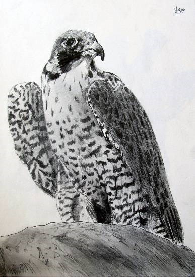 Peregrine Falcon, painting by Varjavan Dastoor