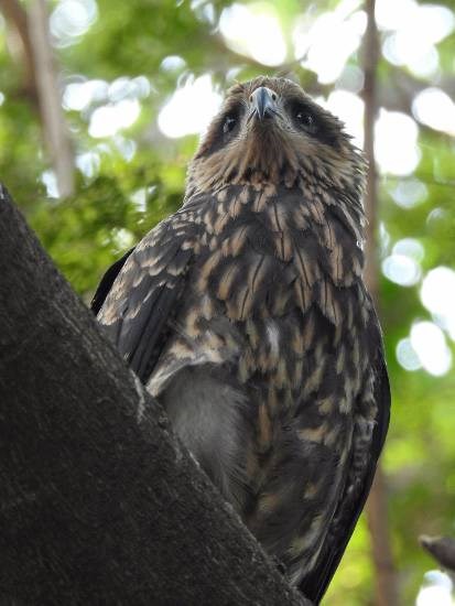 Untitled - 1, painting by Aakash Mairale