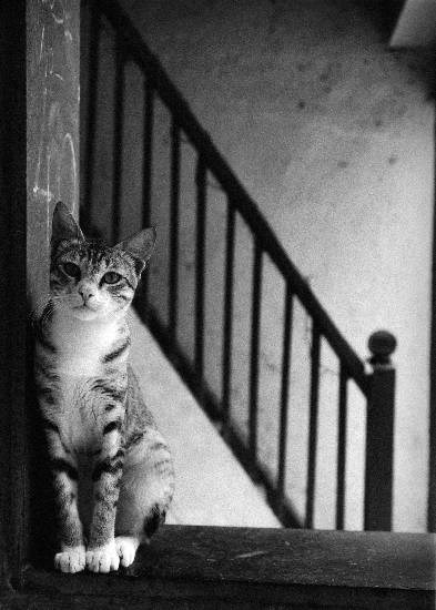 Cat, painting by Soumya Ramachandran