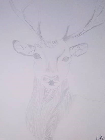 Indian Sambar Deer, painting by Arpita Bhat