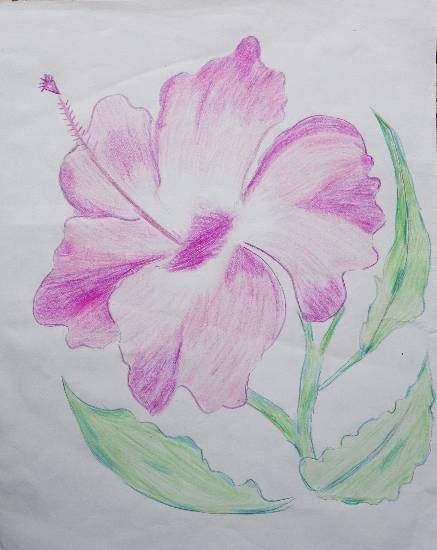 Hibiscus, painting by Parinaz Hoshedar Davar