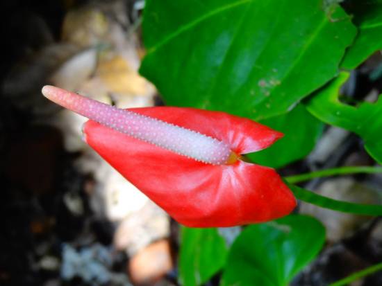 Photograph by Janelle Jane Vedamony - Nature - 10