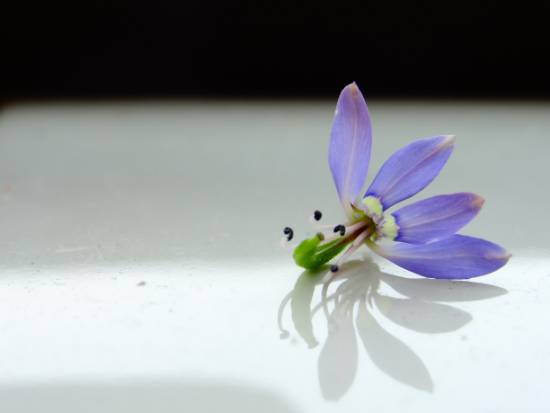 Photograph by Janelle Jane Vedamony - Flower