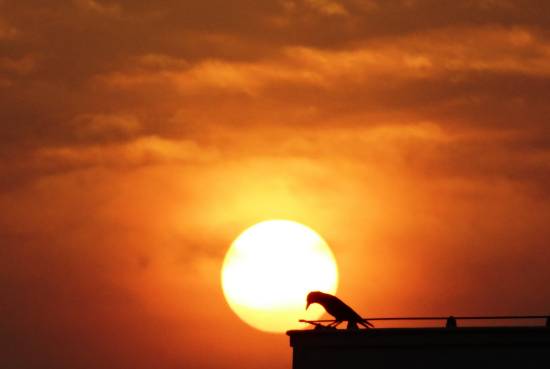 Photograph by Janelle Jane Vedamony - Sunset