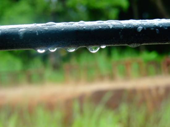 Photograph  by Janelle Jane Vedamony - Water drops
