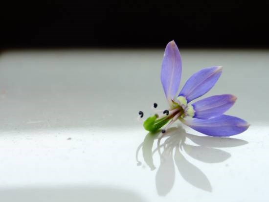 Flower, painting by Janelle Jane Vedamony