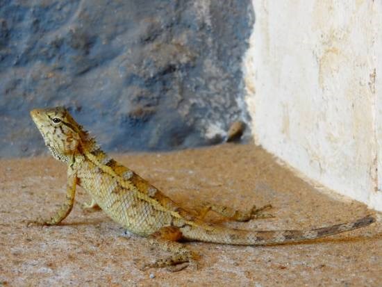 Nature - 9, painting by Janelle Jane Vedamony