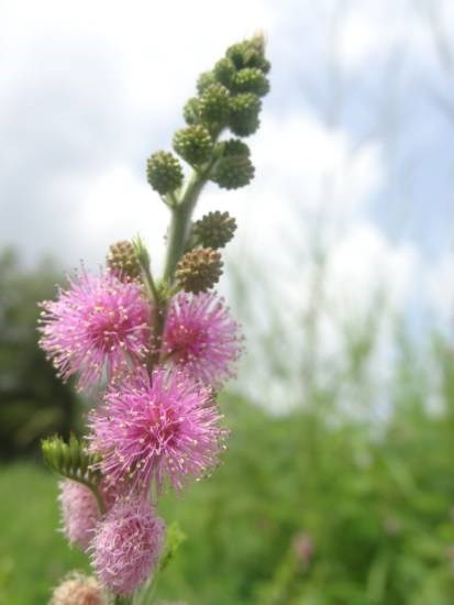 Nature - 8, painting by Janelle Jane Vedamony