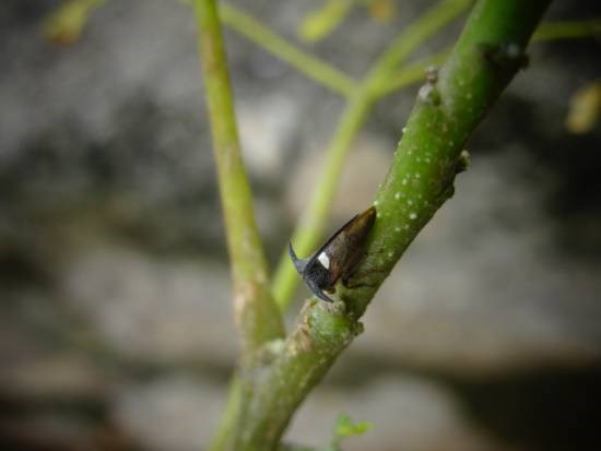 Nature - 7, painting by Janelle Jane Vedamony