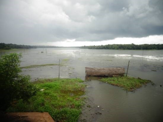 Nature - 6, painting by Janelle Jane Vedamony