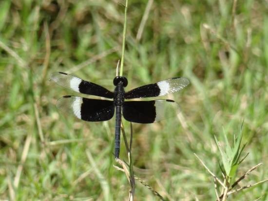 Nature - 5, painting by Janelle Jane Vedamony