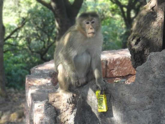 Monkey, painting by Janelle Jane Vedamony