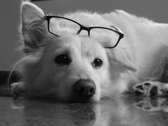 Dog, painting by Janelle Jane Vedamony