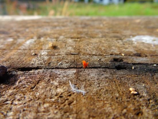 Nature - 3, painting by Janelle Jane Vedamony