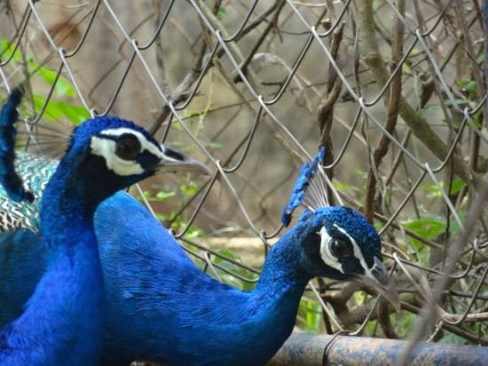 Peacocks, painting by Janelle Jane Vedamony