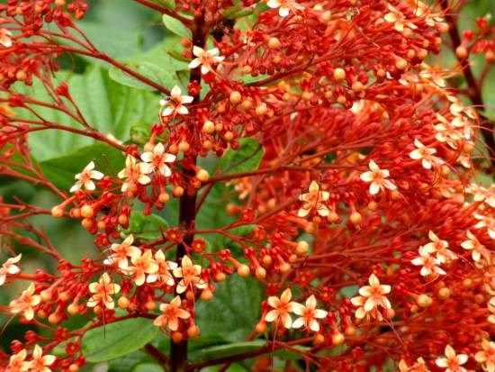 Nature - 2, painting by Janelle Jane Vedamony