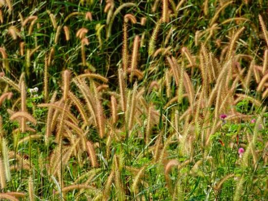 Nature - 1, painting by Janelle Jane Vedamony