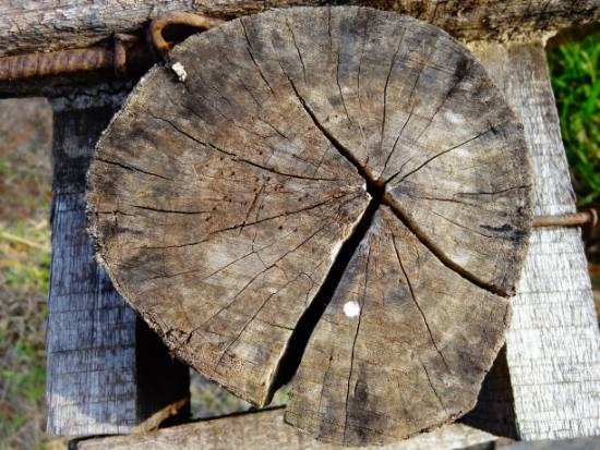 Wood, painting by Janelle Jane Vedamony