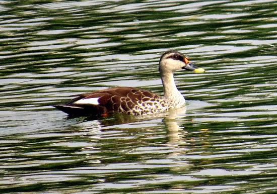 Photograph by Sharvari Pradeep Kulkarni - Untitled - 2